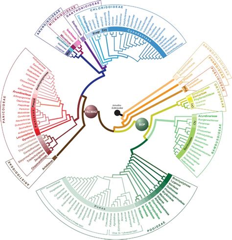 greenme|gramineae database.